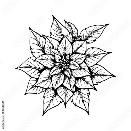 Black and white hand-drawn poinsettia flower with intricate leaf details on white background, representing natural beauty and floral elegance