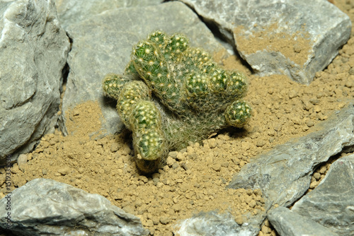 Close up brain cactus mammillaria elongata cristata on artificial habitat, live at rocky ground on desert with stone