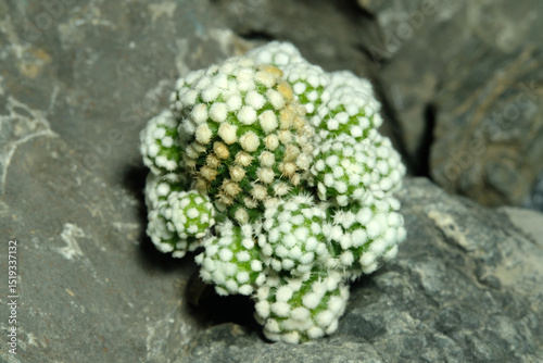 Close up Mammillaria Gracilis cv Oruga cluster on artificial habitat, live at rock cliff crevice stone surface