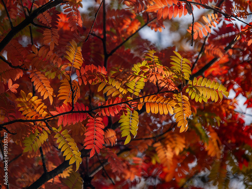 Rowan tree leaves in autumn 