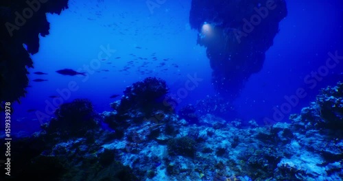 Wallpaper Mural Clear blue waters reveal an enchanting underwater world filled with coral formations and diverse marine life, illuminated by soft light filtering from above, creating a serene atmosphere. Torontodigital.ca