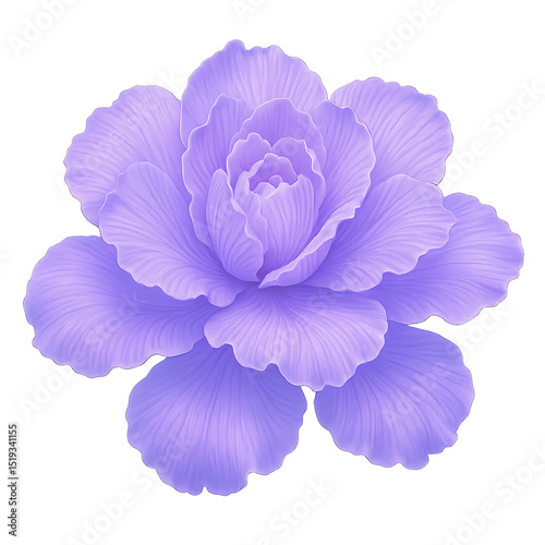 Lavender Rose Illustration Soft Purple Flower on White Background
