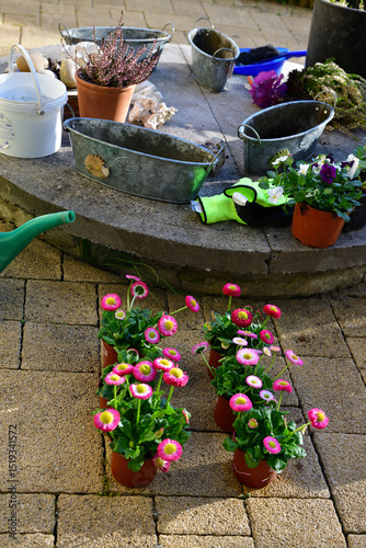 Spring work in the garden. The wife is preparing new boxes with daisies. There are empty boxes on the well, gloves and next to them 6 daisies ready to be planted in the boxes.