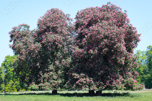 Fotografía Red horse chestnut trees in a countryside meadow