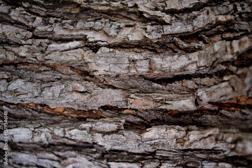 Fallen Dry Leaves with New Sprouts – Natural Forest Floor Texture

