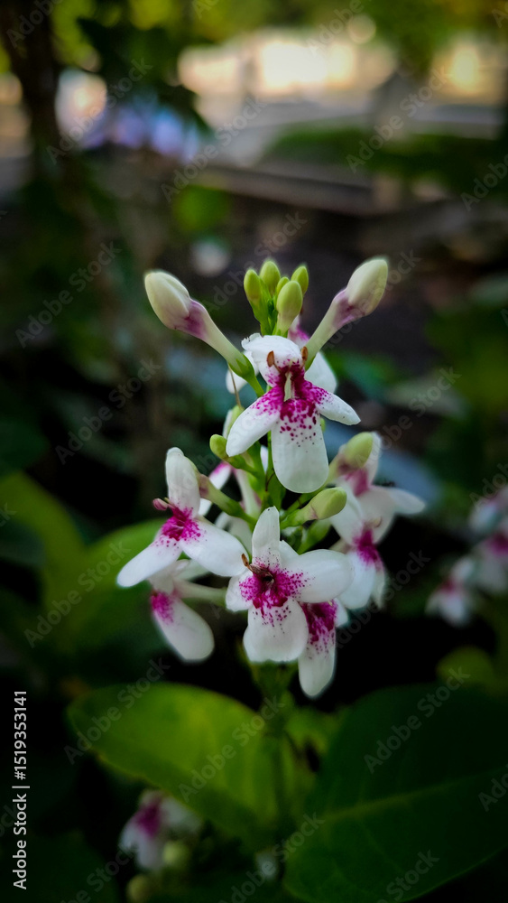 Fototapeta premium Close-Up of Pseuderanthemum Carruthersii Flower