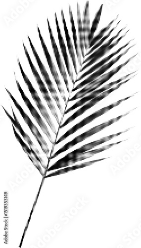 Leaf od palm