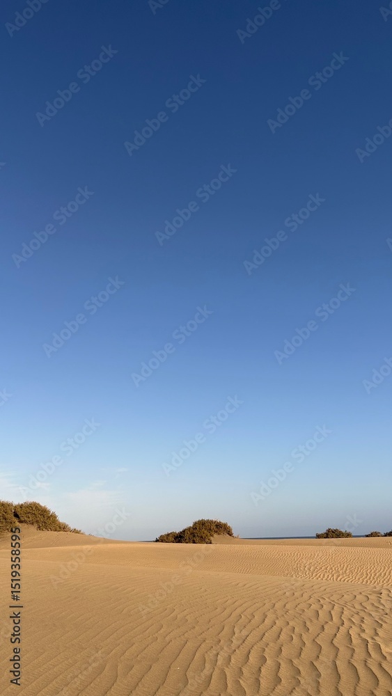 Fototapeta premium Dunes