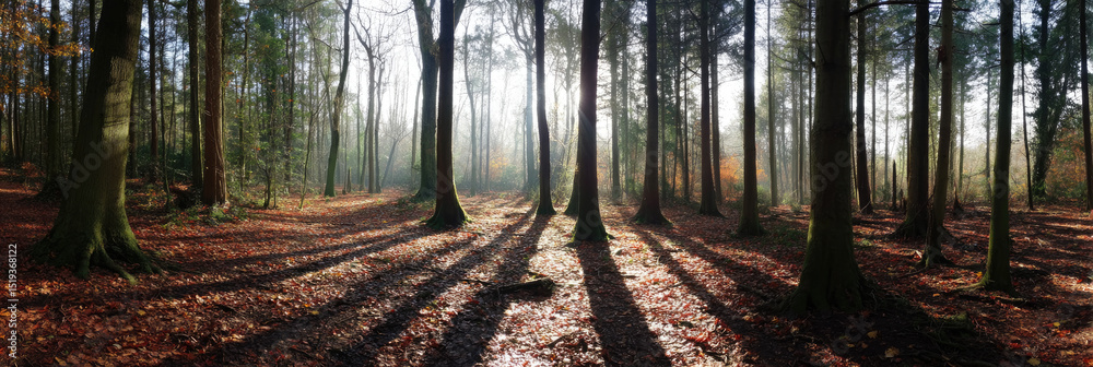 Fototapeta Sunlit Autumn Forest Path with Tall Trees and Shadows
