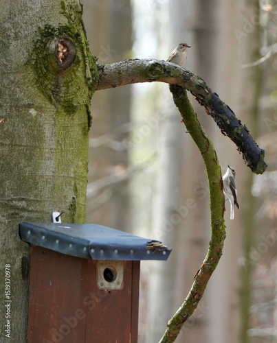 Two European pied flycatchers (Ficedula hypoleuca) near a birdhouse photo
