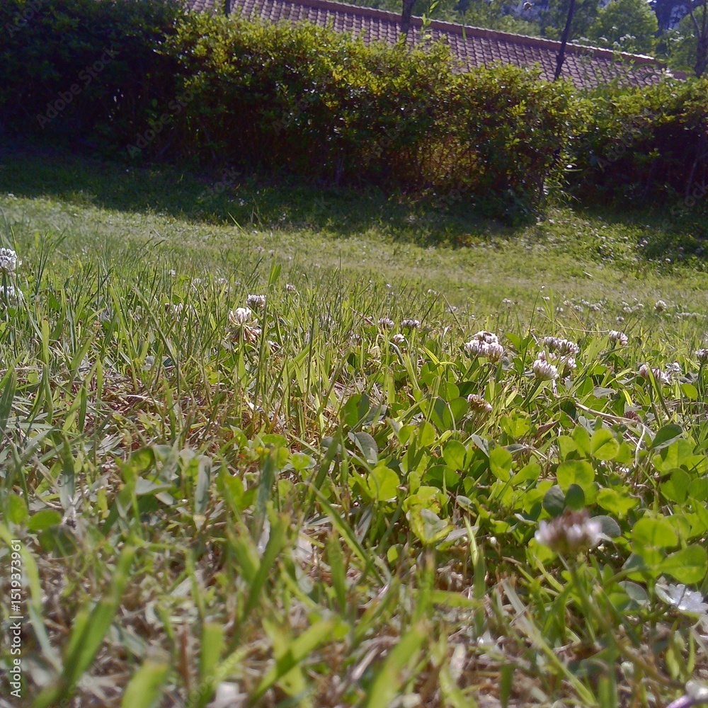 Obraz premium 들판