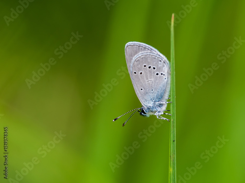 Male Small Blue Butterfly Roosting photo