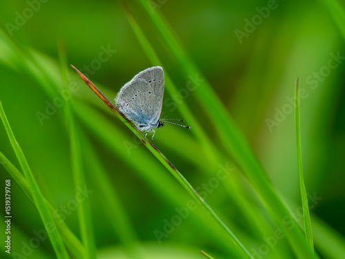 Male Small Blue Butterfly Roosting photo