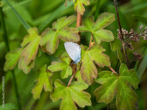 Male Small Blue Butterfly Roosting photo