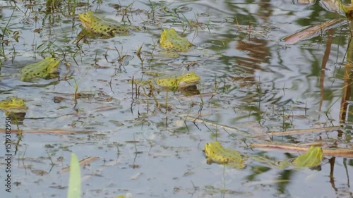 Froschkonzert am Teich