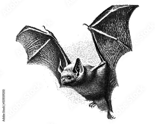 Vector illustration of bat with vintage stipple photocopy effect, retro grainy texture, collage element for grunge psychedelic poster, surreal 90s aesthetic, tattoo inspiration, alternative culture.