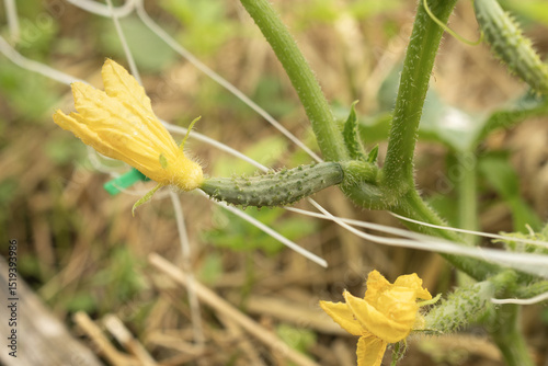 Small green cucumbers ripen on a branch with yellow flowers