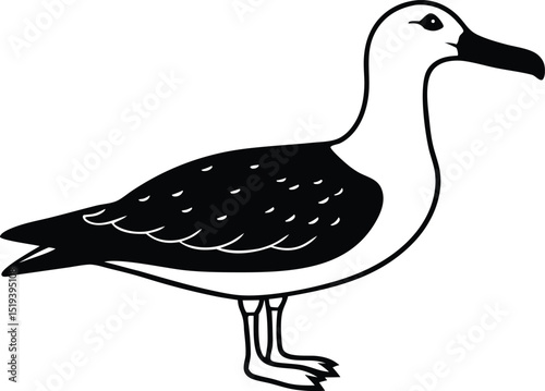 albatross bird vector illustration