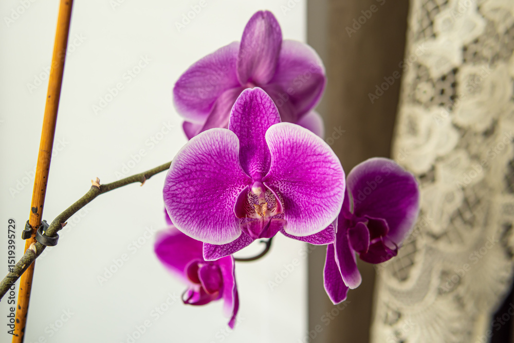 Obraz premium Doritenopsis orchid on windowsill. Pink indoor orchid flowers