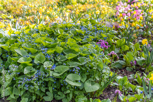 Little blue flowers in the garden. Soft focus. Brunnera or forget-me-not flowers. Growing flowers in the garden photo