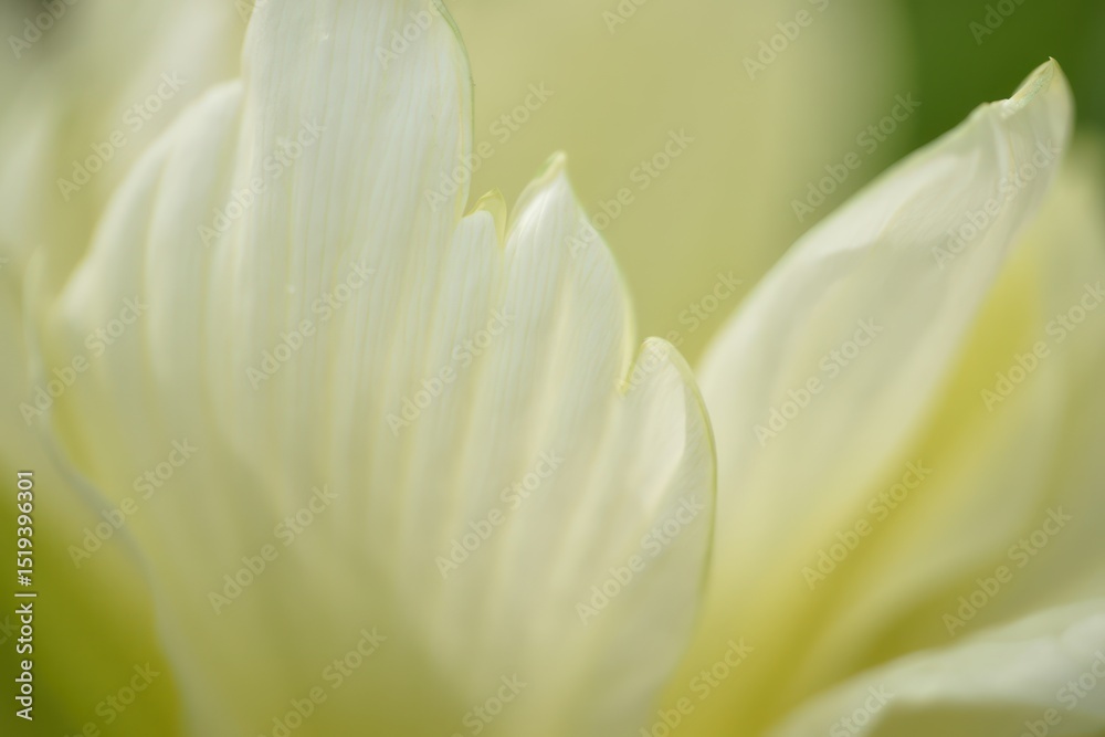 Fototapeta premium Close-up view of soft white flower petals with gentle light and delicate textures creating a peaceful and calming atmosphere