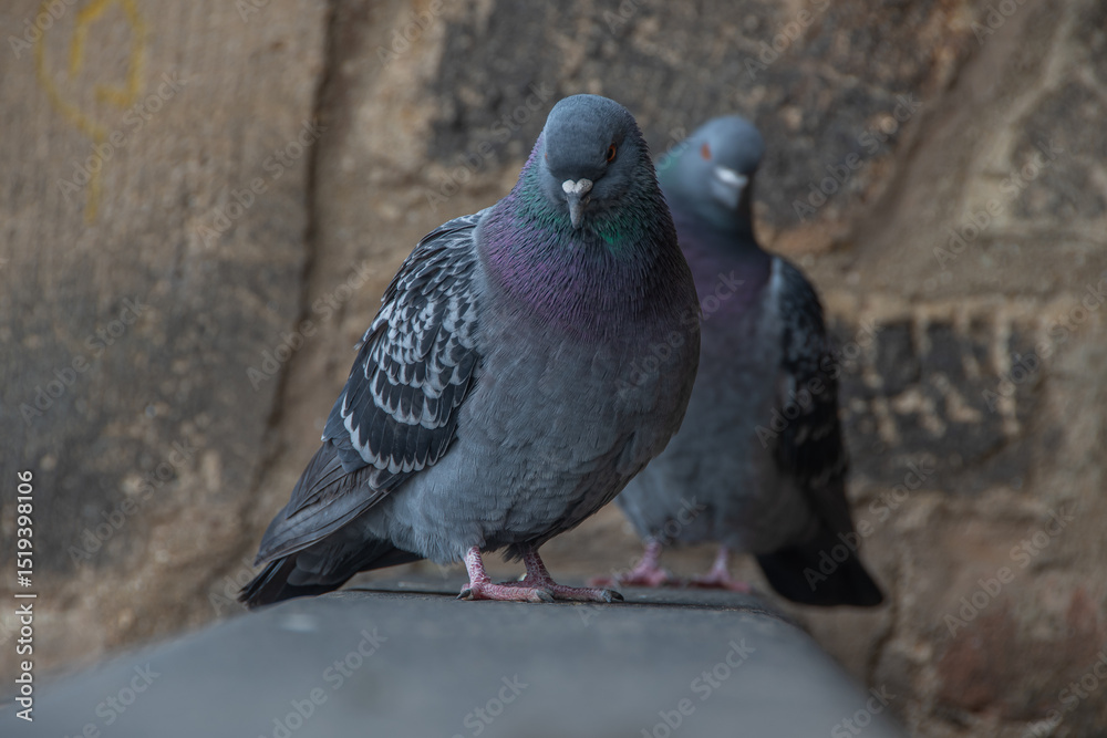 Obraz premium Two street pigeons on the roof of a church
