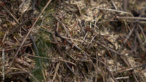 large ants in slow motion . close-up