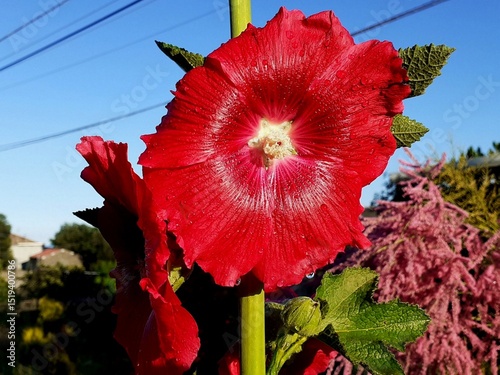 Fiore di Malvarosa con gocce di pioggia.