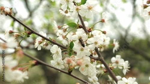 a bee pollinates plants. cherry blossoms. slow motion