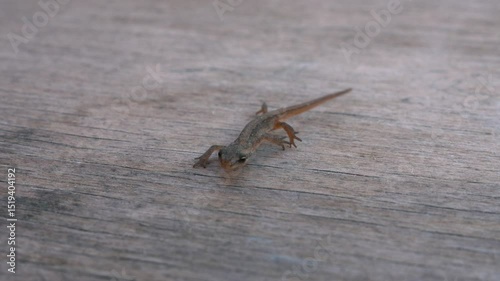 A baby lizard crawls towards the camera on a wooden board