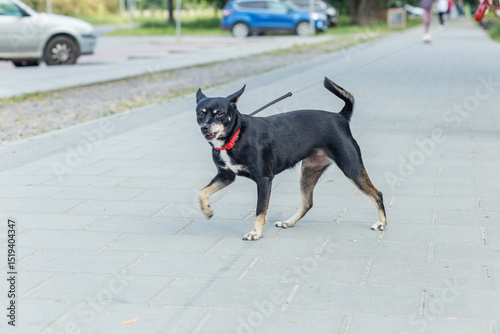 Small black dog walking on sidewalk. photo