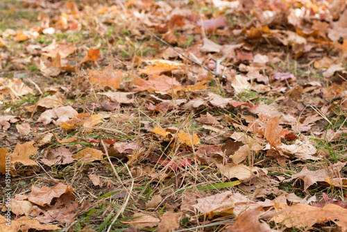 Autumn season, cold weather, orange tree, maple leaf at Mot-Tremblant, Quebec