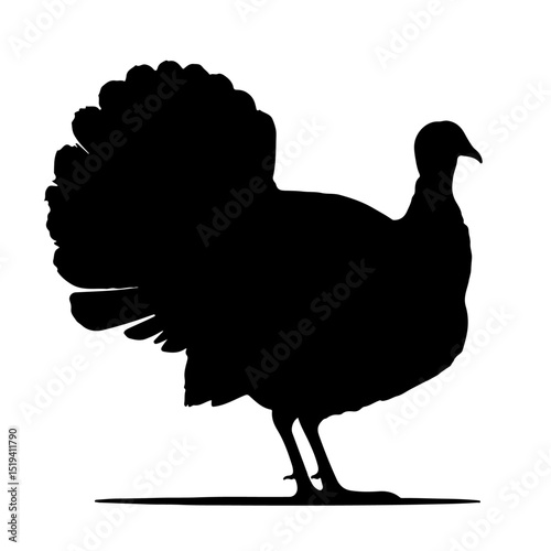vector illustration of a chicken