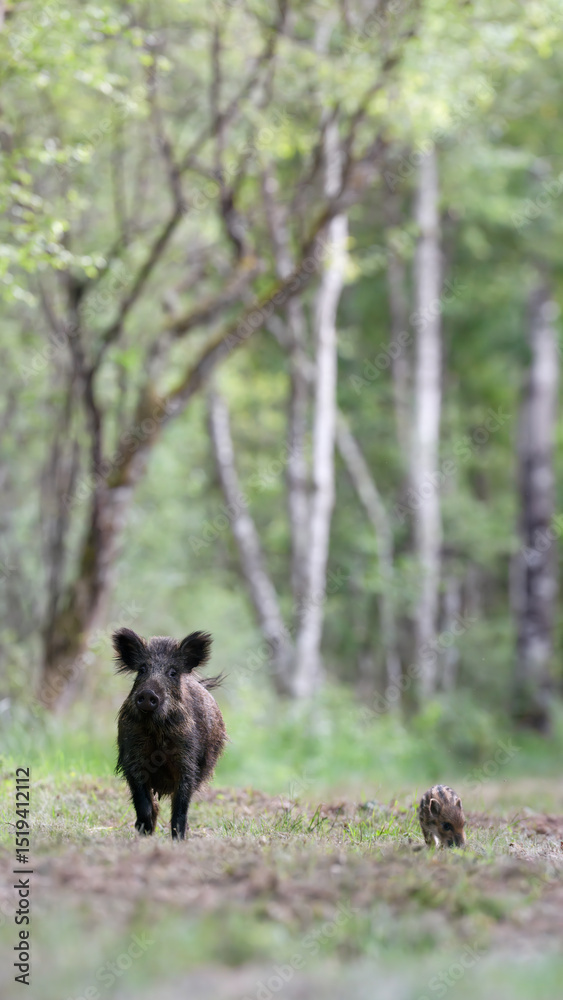 Fototapeta premium Female Wild boar 