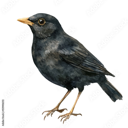 Blackbird Close Up, watercolor clipart vector, high quality, isolated on a white background.