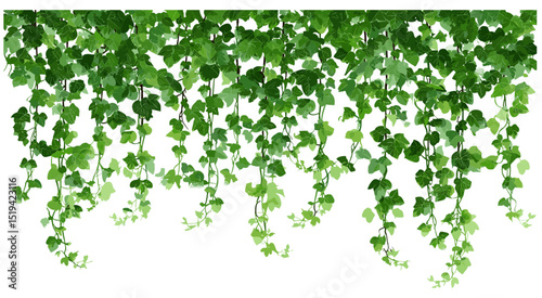 Hanging ivy vine plant isolated on white, Hedera creeping botanical border design, vector illustration, green plant decor, garden vine creeper, nature crawling ivy, climbing plant art.