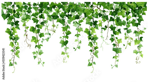 Hedera ivy plant, climbing vine isolated on white, vector illustration, botanical design element, green hanging ivy creeper, nature decor, garden border, houseplant design.
