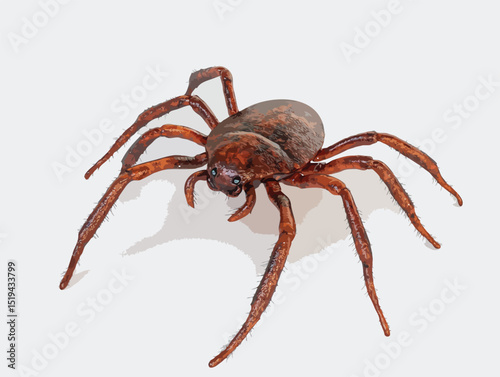 spider isolated on white background