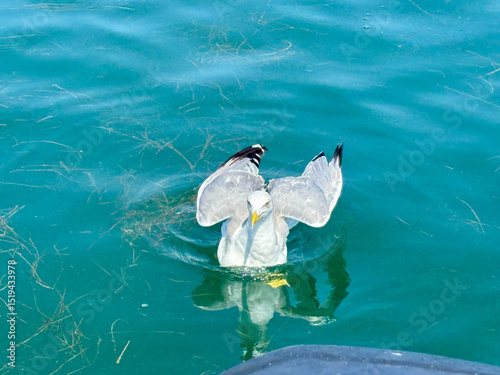 Seagull with outstretched wings splashing in the clear waters of Grado Lagoon, showcasing the vibrant aquatic environment of Friuli Venezia Giulia, Italy