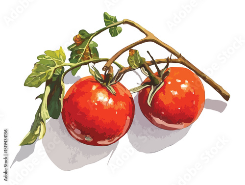 tomato vector art