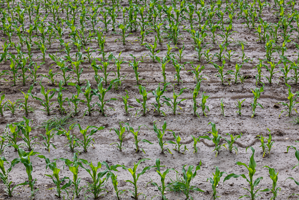 Fototapeta premium Horizontal rows of young corn plants on wet soil after rain. Agricultural field with green sprouts