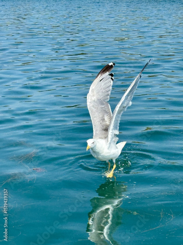 Grado, Italy - August 22, 2024: Seagull gracefully landing on the tranquil waters of Grado Lagoon, Friuli Venezia Giulia, Italy, showcasing the beauty of nature and wildlife