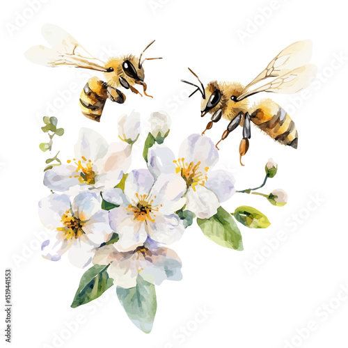 watercolor of Bees Flying Spring Blooms, vector high quality, isolated on a white background.