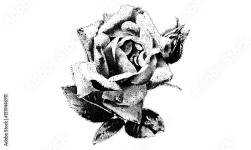 Collage element, rose flower blossom, vintage stipple effect, retro grainy texture, vector illustration, psychedelic poster, tattoo design, 90s aesthetic, nature art.