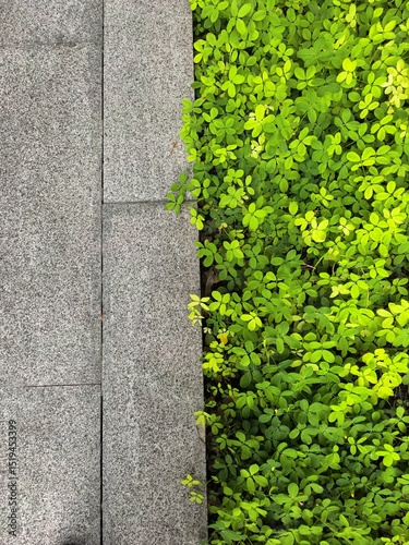 Green Ground Cover next to Grey Stone Pavement