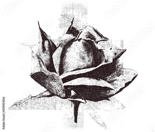 Collage element with spiked rose flower, vintage stipple photocopy effect, retro grainy texture, psychedelic grunge poster design, 90s surreal tattoo vector illustration.