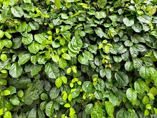 Lush Green Vine Leaves Natural Background Texture