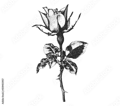 Thorn rose flower, vintage stipple photocopy effect, retro grainy texture, collage element, vector illustration, grunge poster, surreal tattoo design, 90s aesthetic, psychedelic art.