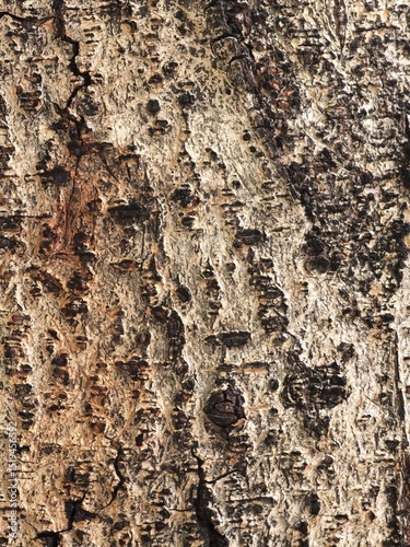Close-up of Textured Tree Bark Surface Background
