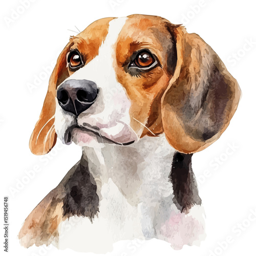 Beagle Close Up, watercolor drawing vector, high quality, isolated on a white background.